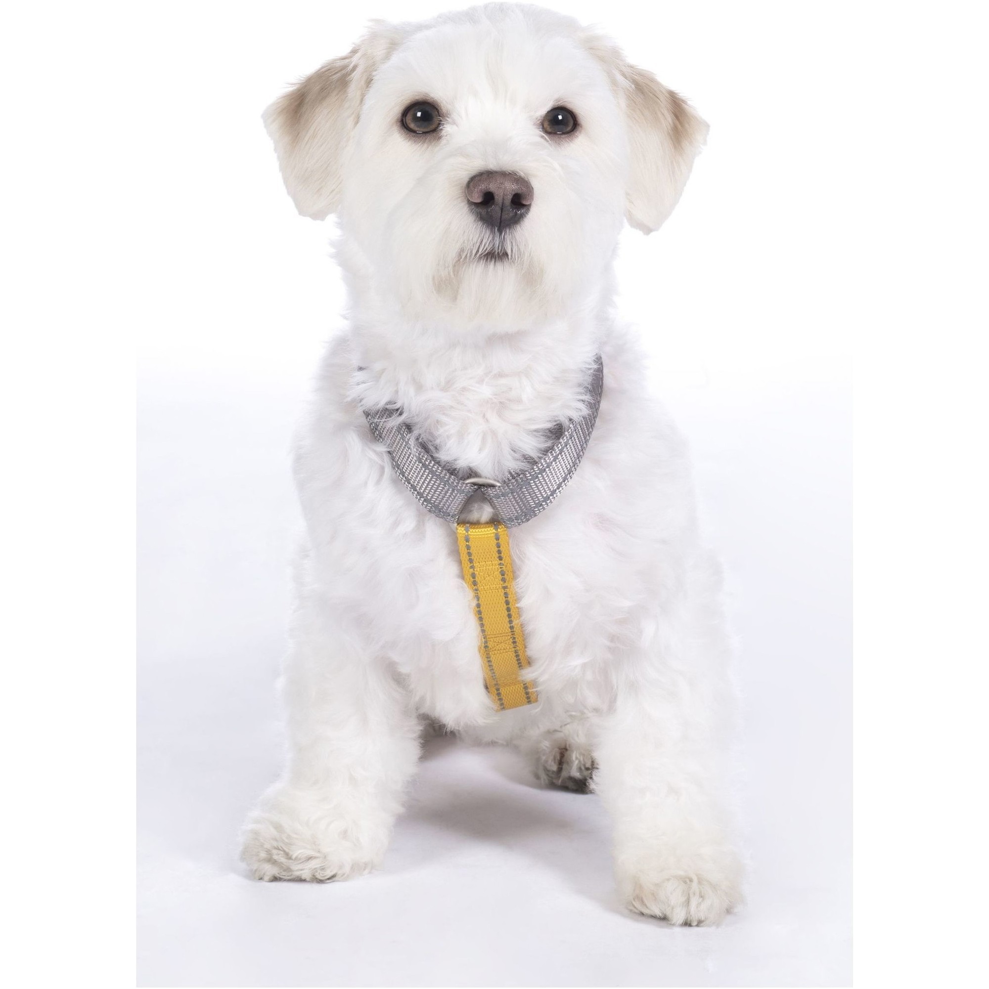Hkm Nylon Hundegeschirr 13730 - Taupe / Gelbgold
